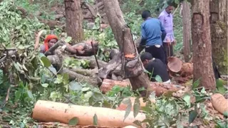 अमरकंटक में साल बोरर का कहर