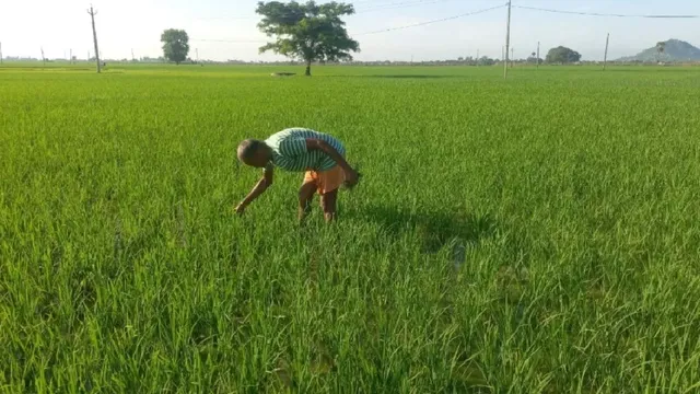 सैटेलाइट सर्वे में फंसा 1.20 लाख एकड़ का फसल रिकॉर्ड, 80 हजार एकड़ सुधरा; हरियाणा के हजारों किसान परेशान
