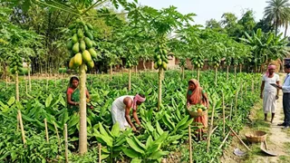 एक ही खेत में उगेगी हल्दी, सब्जी और पपीता (एआई जेनरेटेड तस्वीर)