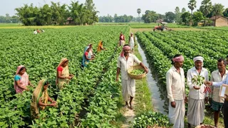 राजमा की खेती (एआई जेनरेटेड तस्वीर)