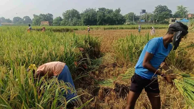 जम्मू में पानी से भरे खेतों में धान काटने को मजबूर किसान, मुआवजा न मिलने पर दी उग्र प्रदर्शन की चेतावनी

