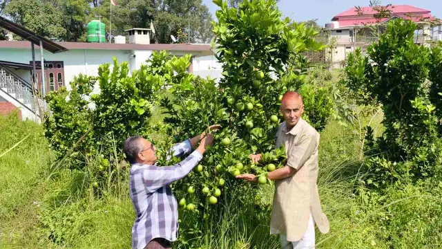 हिमाचल के हमीरपुर की बंजर जमीन पर लहलहाया मौसंबी का बागीचा, लुधियाना तक पहुंचा फल

