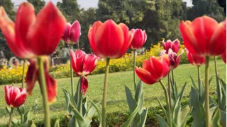 दिल्ली के एनडीएमसी और डीडीए पार्कों में नजर आएंगे ट्यूलिप, जागरण आर्काइव।