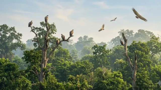 लुप्त हो रहे गिद्धों को बचाने की पहल, बिहार के VTR में बनेगा देश का नौवां संरक्षण केंद्र
