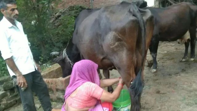 छुट्टा पशु छोड़ने वालों पर कसेगा शिकंजा: ऐप से होगी पशुओं की पहचान, QR कोड से पकड़े जाएंगे मालिक
