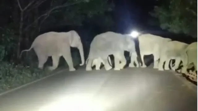 कांजियाशूला नाला के पास खेत में जन्मा हाथी का बच्चा, झुंड की सुरक्षा में जुटा वन विभाग
