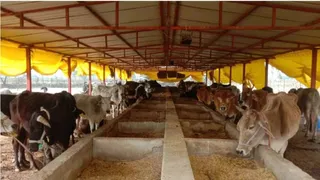 मुजफ्फरपुर के गोशाला की फाइल फोटो।