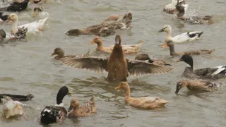 आमी नदी के किनारे बसा बतखों का नया संसार।