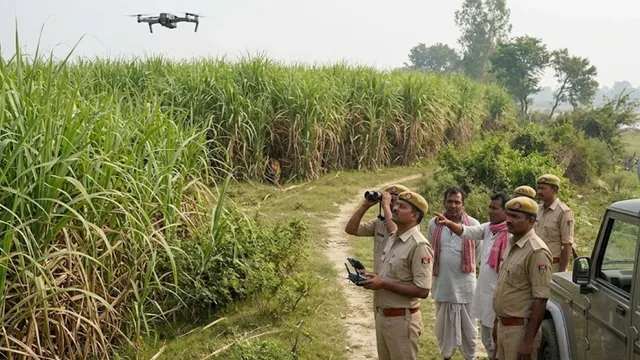 लखीमपुर में गन्ने के खेत बने बाघों का ठिकाना, शिकार और छिपने की जगह मिलने से बढ़ी मौजूदगी
