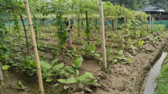 कम जमीन में भी बंपर मुनाफा, बिहार में मल्टी-लेयर फार्मिंग से संवर रही महिला किसानों की तकदीर 

