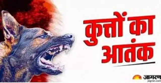 चित्रकूट के रामघाट पर पागल कुत्ते का आतंक, 14 श्रद्धालु घायल
