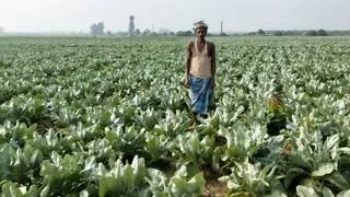 खगड़िया में लहलहाती फूलगोभी की खेत और तुड़ाई करते किसान।