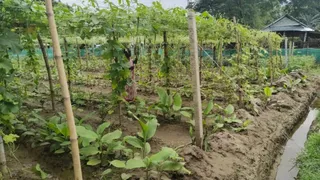 किशनगंज के सीमावर्ती क्षेत्र में बहुस्तरीय खेती।
