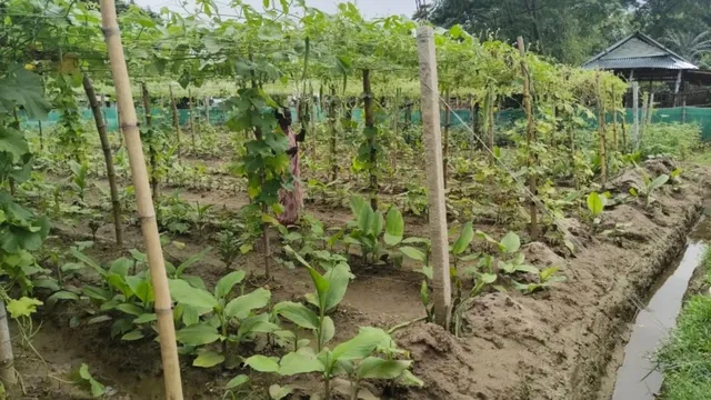 किशनगंज की महिला किसानों की मल्टी-लेयर फार्मिंग से बदलेगी किस्मत, 10 डिसमिल में 90 हजार तक कमाई
