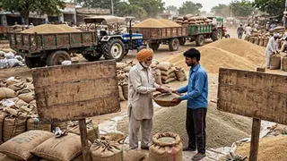 बाजरा आवक में तावड़ू मंडी अव्वल (AI-Generated image)