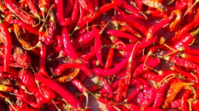 कम जमीन में बंपर कमाई का मौका, जम्मू-कश्मीर के किसान ऐसे करें मिर्च की खेती; जानें बुवाई से बिक्री तक का सही तरीका