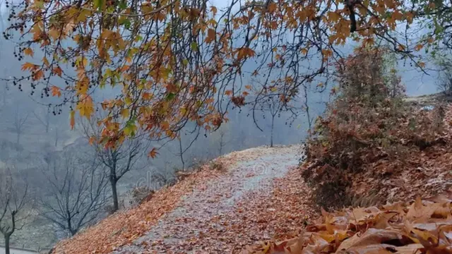 क्या सड़क के लिए हटेंगे सदियों पुराने चिनार? उमर के प्रस्ताव पर भड़कीं महबूबा, बोलीं- नए पौधों से नहीं होगी भरपाई