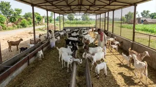 प्रतीकात्मक तस्वीर