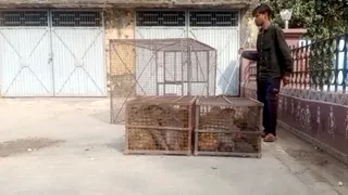 बरेली के इज्जतनगर क्षेत्र में पिंजरे में बंद बंदर। जागरण