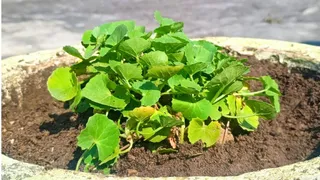 ब्राह्मी का पौधा : जागरण