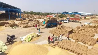 मंडियों में बारीकी धान की आवक तेज, 1718 किस्म 4850 तो मुच्छल धान 4900 रुपये प्रति क्विंटल मिले भाव।