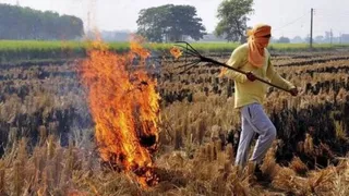 पंजाब-राजस्थान छोड़ अन्य राज्यों में पराली कम जली