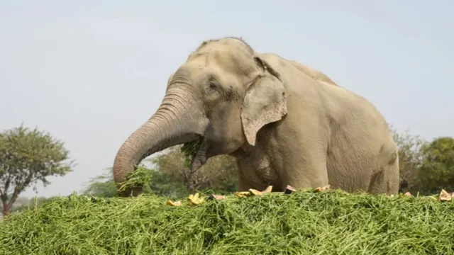 कभी सड़कों पर भीख मांगने को था मजबूर, शोषण से मुक्ति पाकर
'राजू' को हाथी संरक्षण गृह में मिल रहा प्यार