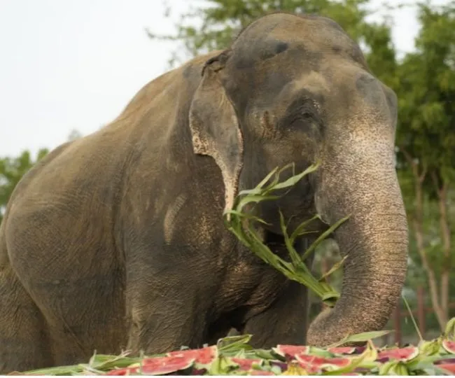 elephant small