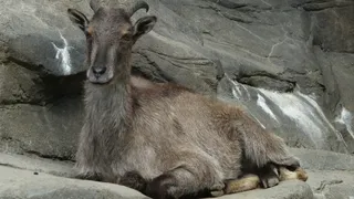 हिमालयन ताहर (फाइल फोटो)