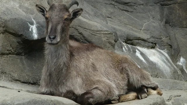 हिमाचल के 3000 से 4000 मीटर की ऊंचाई पर पाया जाता है हिमालयन ताहर, क्या है इसकी खासियत?
