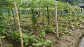 इसमें प्रतीकात्मक तस्वीर लगाई गई है।