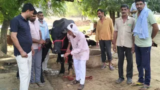 भिवानी में 7 लाख से अधिक में बिकी मुर्रा नस्ल की भैंस। फोटो जागरण