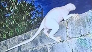 अमेरिका-मेक्सिको सीमा पर रहस्यमयी जीव कैमरे में कैद