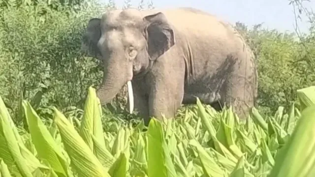 किशनगंज में दो जंगली हाथियों का खौफनाक तांडव! बुजुर्ग को पटककर मार डाला, युवक घायल; नेपाल खदेड़ने में जुटी टीम
