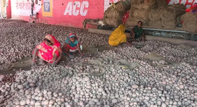 900 रुपये का भाव, फिर भी जेब खाली, महराजगंज में आलू की खेती का 'घाटे वाला गणित'
