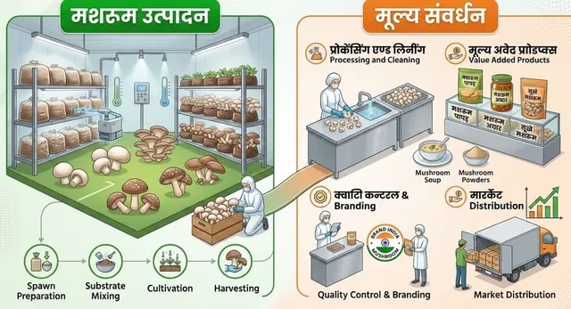 मशरूम उत्पादन से चमकेगी किस्मत, कम लागत और छोटी जगह में हर महीने होगी मोटी कमाई
