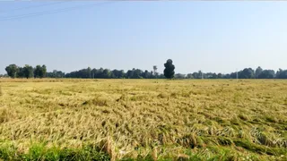 बारिश आंधी से खेतों में बिछी बासमती की फसल। फोटो- जागरण।