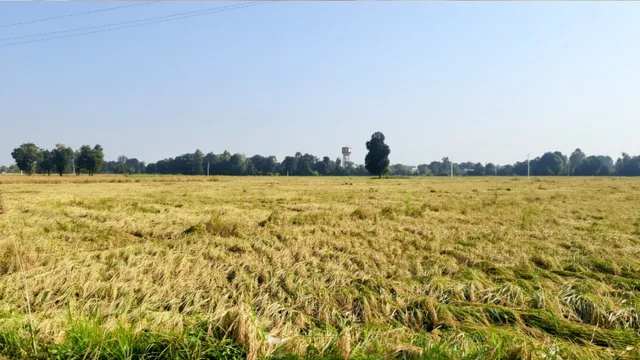 जम्मू के हीरानगर में किसानों पर दोहरी मार, पहले खेतों में बिछ गई बासमती; अब दाने खराब होने का डर
