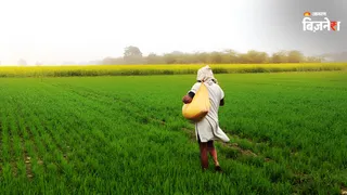 रबी फसलों की बुवाई में भारी गिरावट