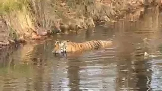 कान्हा अभयारण्य के जलस्रोत में मौजूद बाघ। (सौजन्य- वन विभाग)