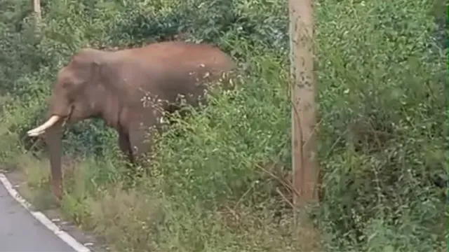 पलामू किला जाने वाले रास्ते पर जंगली हाथियों का पहरा, वन विभाग ने जारी की सुरक्षा एडवाइजरी
