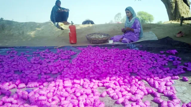 फिर मंडरा रहा हादसे का खतरा! बारूद के ढेर पर सुरक्षा ताक पर रखकर काम कर रहीं महिलाएं
