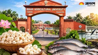 Bihar Makhana Farming Scheme: BAU सबौर सिखाएगा मखाना की वैज्ञानिक खेती! 750 किसानों को आधुनिक प्रशिक्षण