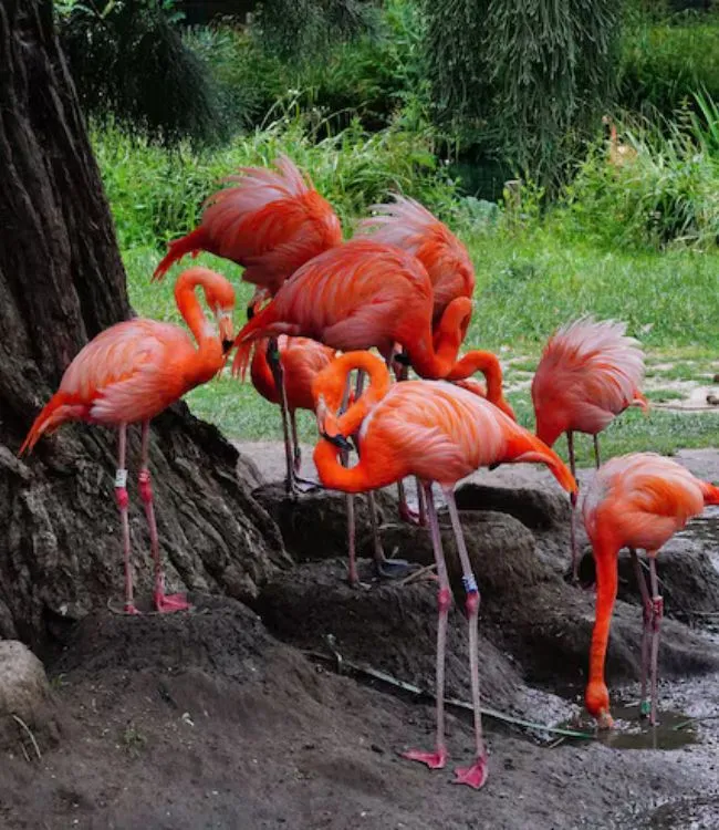 Bird Sanctuary (1)