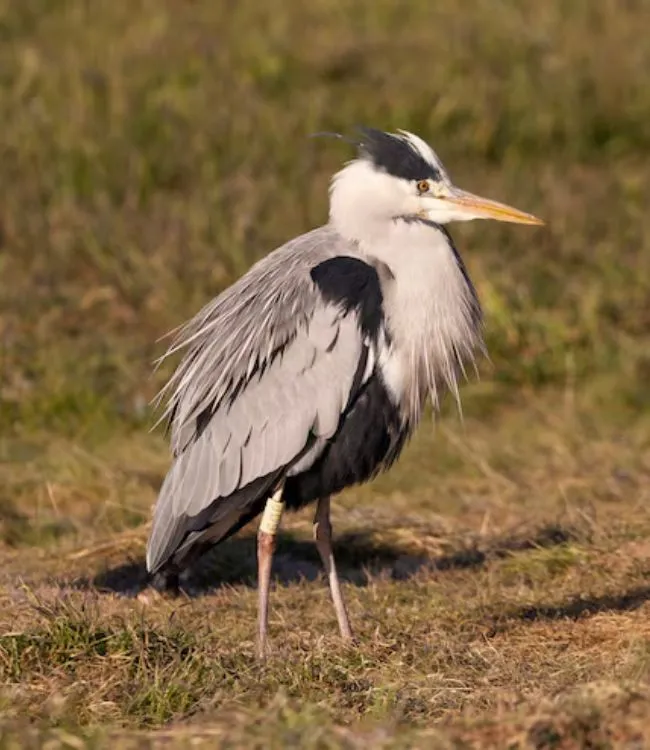 Bird Sanctuary (2)