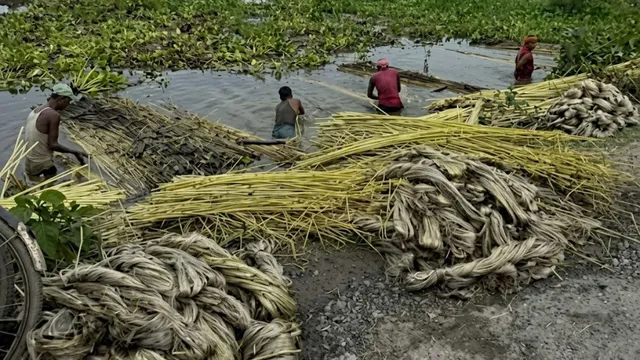 बांग्लादेश से जूट तस्करी रुकते ही चमकी सीमांचल की किस्मत, 12000 रुपये क्विंटल तक पहुंचे दाम