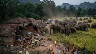 चाईबासा में 30 हाथियों के झुंड का गांव में तांडव (एआई जेनरेटेड तस्वीर)