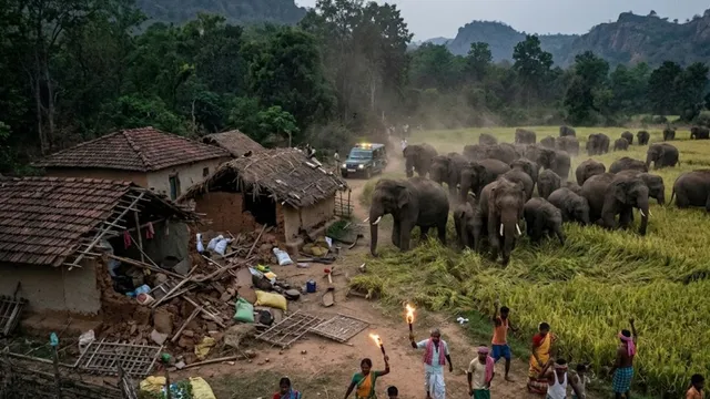 चाईबासा में 30 हाथियों के झुंड का गांव में तांडव, तीन घर ध्वस्त और 5 एकड़ धान की फसल बर्बाद
