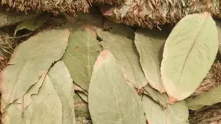 केंदू पत्तों की तस्करी के आरोप में सात भारतीय गिरफ्तार