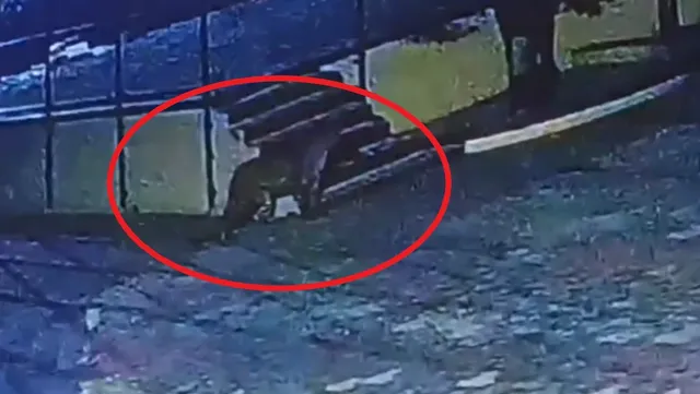 बनारस में बीच शहर घूम रहा है तेंदुआ, आतंक की आहट के बीच खुद को सुरक्षित रखने की कर लें तैयारी